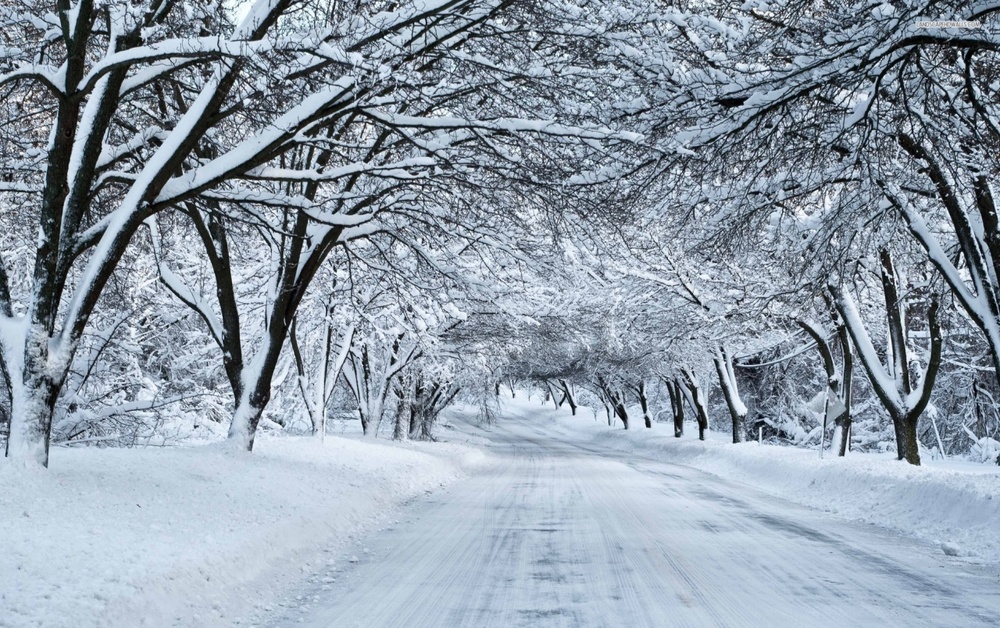 Snow Covered Road and Trees
