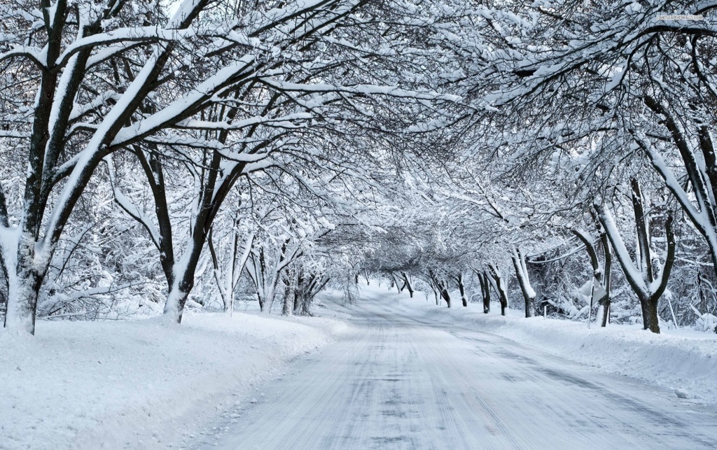 Snow covered road and trees